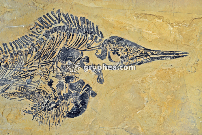 Mixosaurus sp. (Trias moyen) - détail de la partie antérieure - gryphea.org